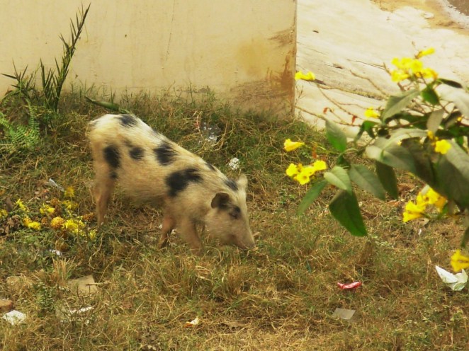 Um porco do lado da casa - A pig on the side of the house